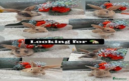Continental Giant rabbits for sale: Continental Giant baby Rabbits harlequin yellow  - Image 3