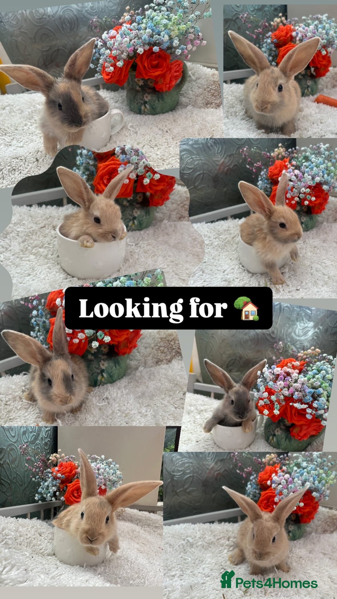 Continental Giant rabbits for sale: Continental Giant baby Rabbits harlequin yellow  - Image 3