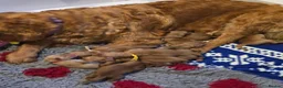 Golden Retriever dogs for sale: Stunning dark Golden retriever puppies in Boston - Advert 1