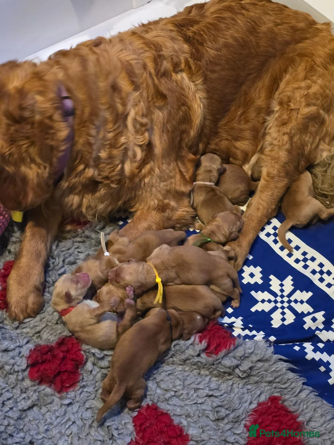 Golden Retriever dogs for sale: Stunning dark Golden retriever puppies in Boston - Advert 1