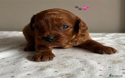 Cavapoo dogs for sale: Fully health tested Cavapoo 🐾🐶 - Image 2