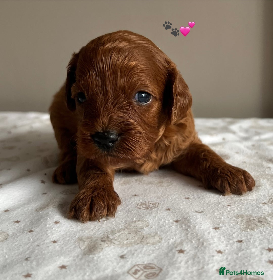 Cavapoo dogs for sale: Fully health tested Cavapoo 🐾🐶 - Image 2
