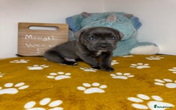 Cane Corso dogs for sale: Cane corso puppies for sale  - Image 35