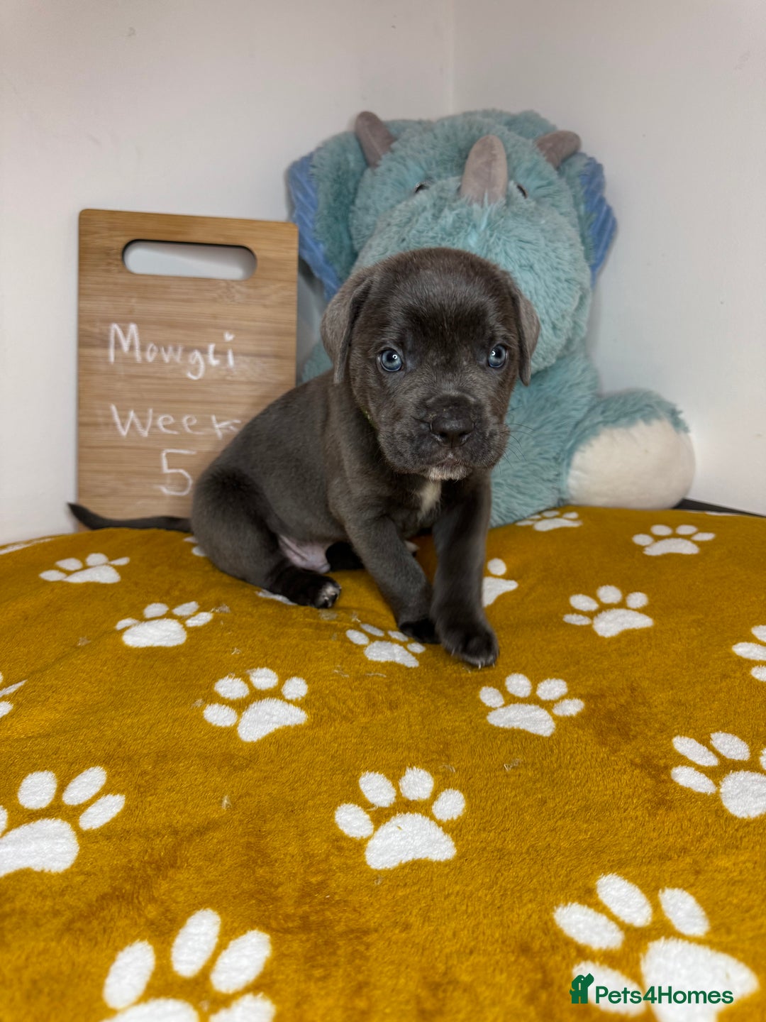 Cane Corso dogs for sale: Cane corso puppies for sale  - Image 35