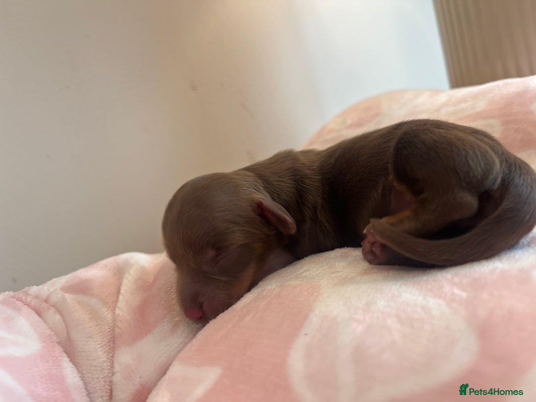 Miniature Dachshund dogs for sale: Miniture dashaund puppies long haired and dapple - Image 7