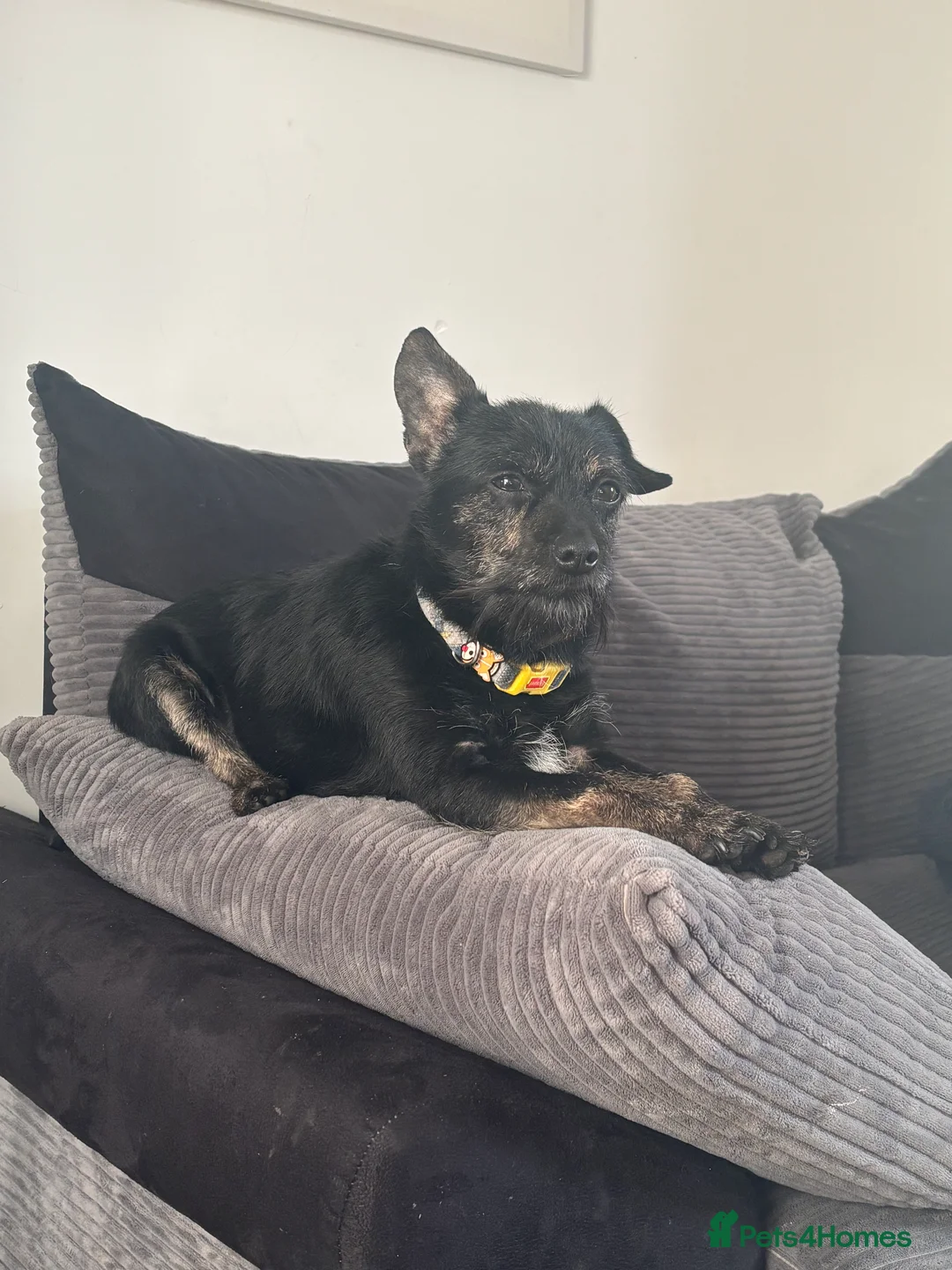 Mixed Breed dogs for sale: Jack chi  - Advert 2