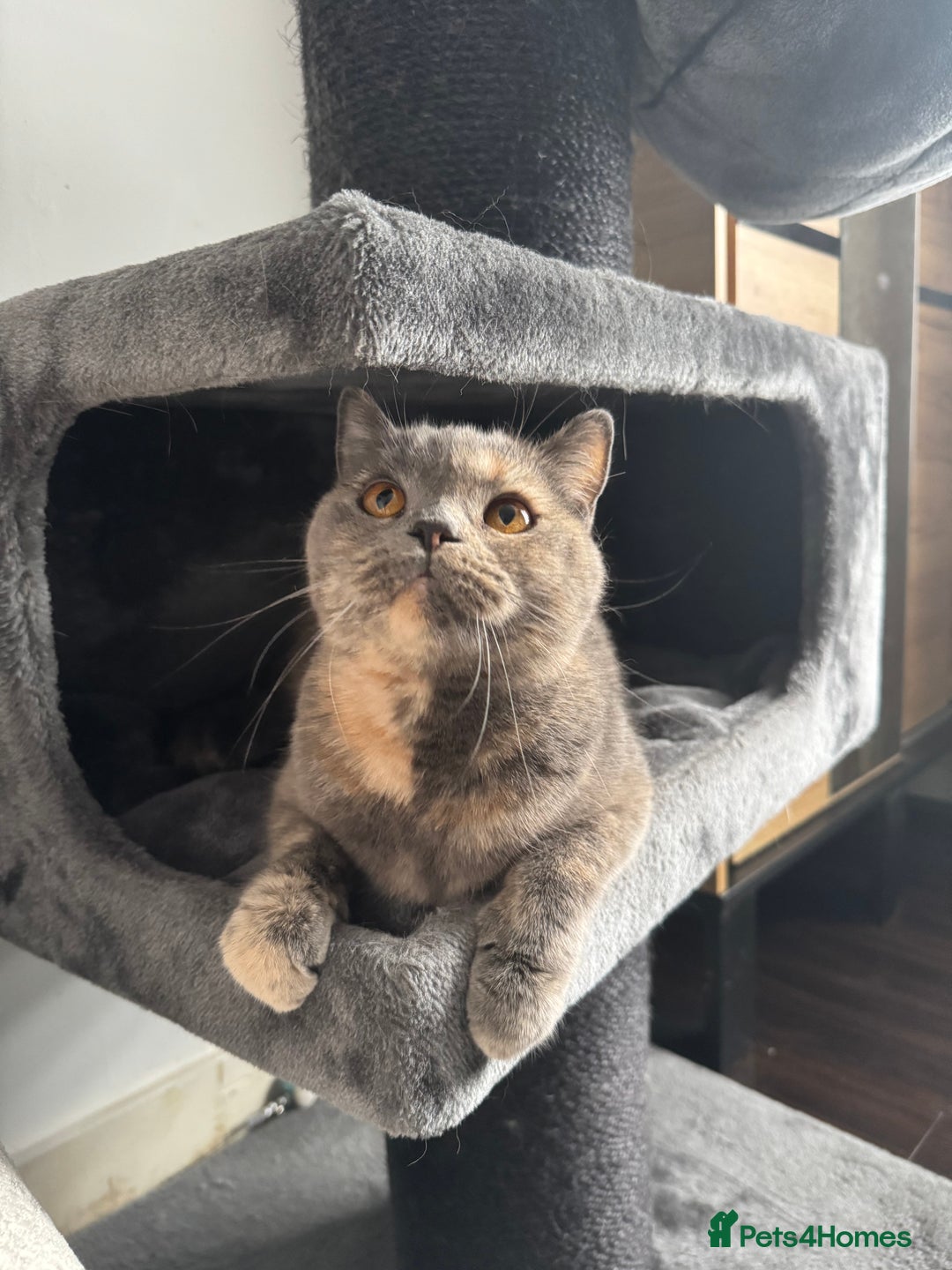 British Shorthair cats for sale: 1.9 y/o year old GCCF Active female - Image 4