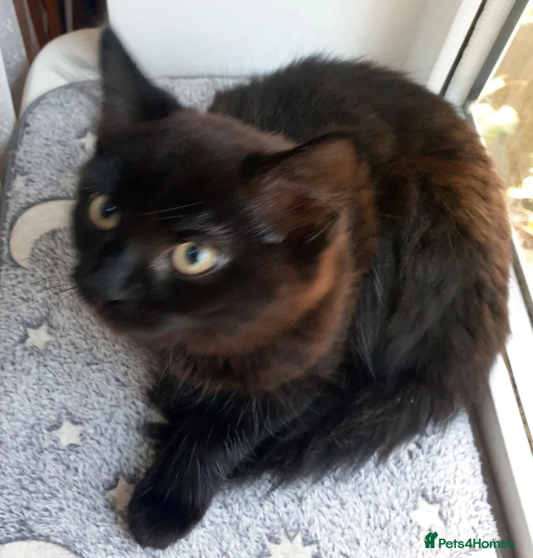 Mixed Breed cats for sale: Chocolate — A Little Fluffy Bundle of Love! - Advert 2