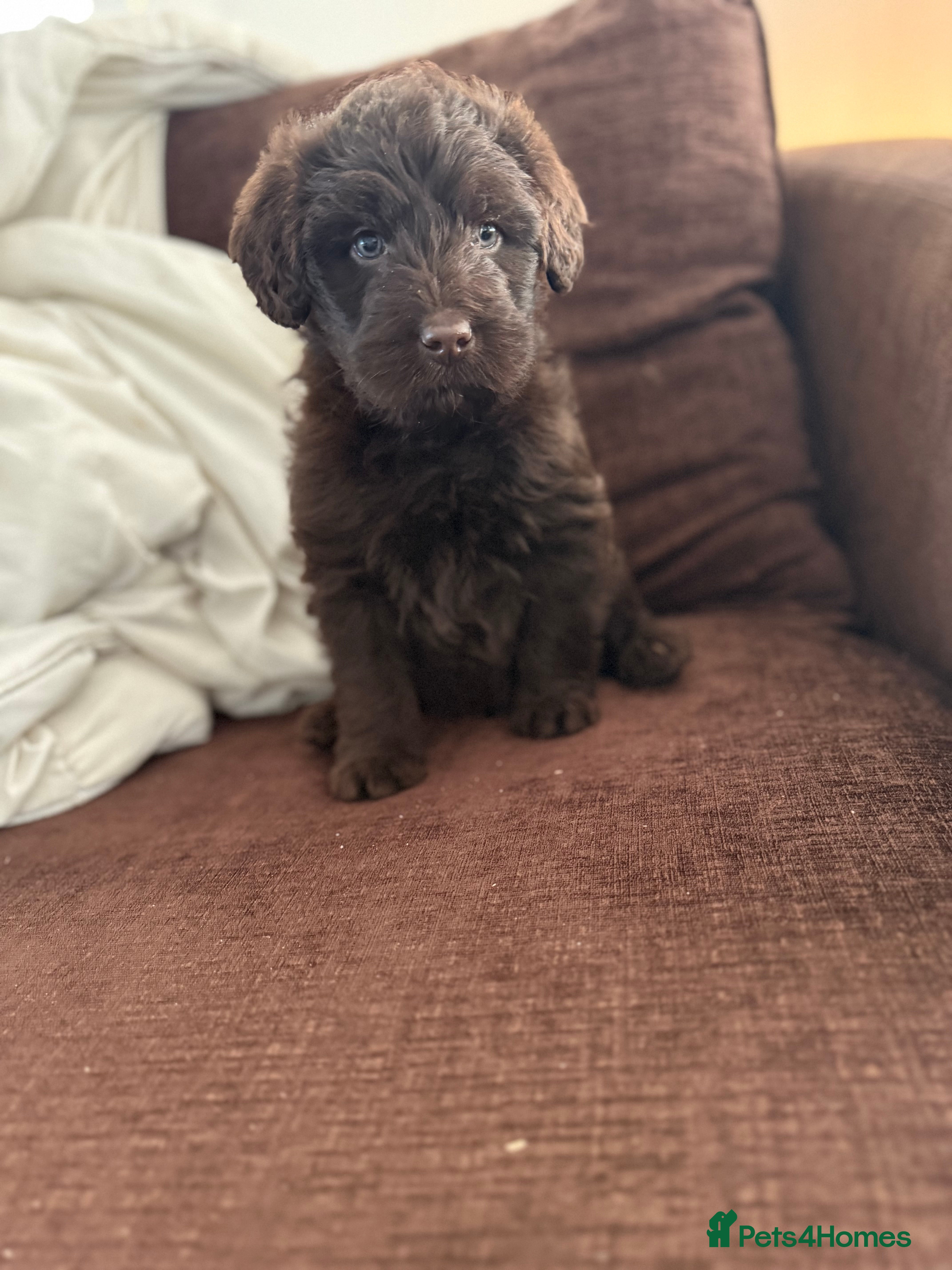 Labradoodle dogs Minature Labradoodles  - Advert 8