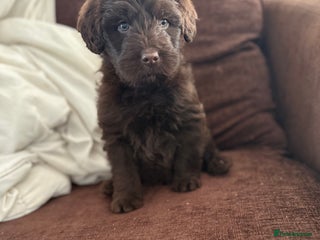 Labradoodle dogs Minature Labradoodles - Advert 8