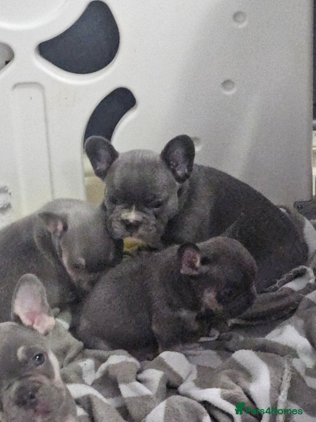 French Bulldog dogs for sale: French bulldog frenchie puppies  - Advert 9