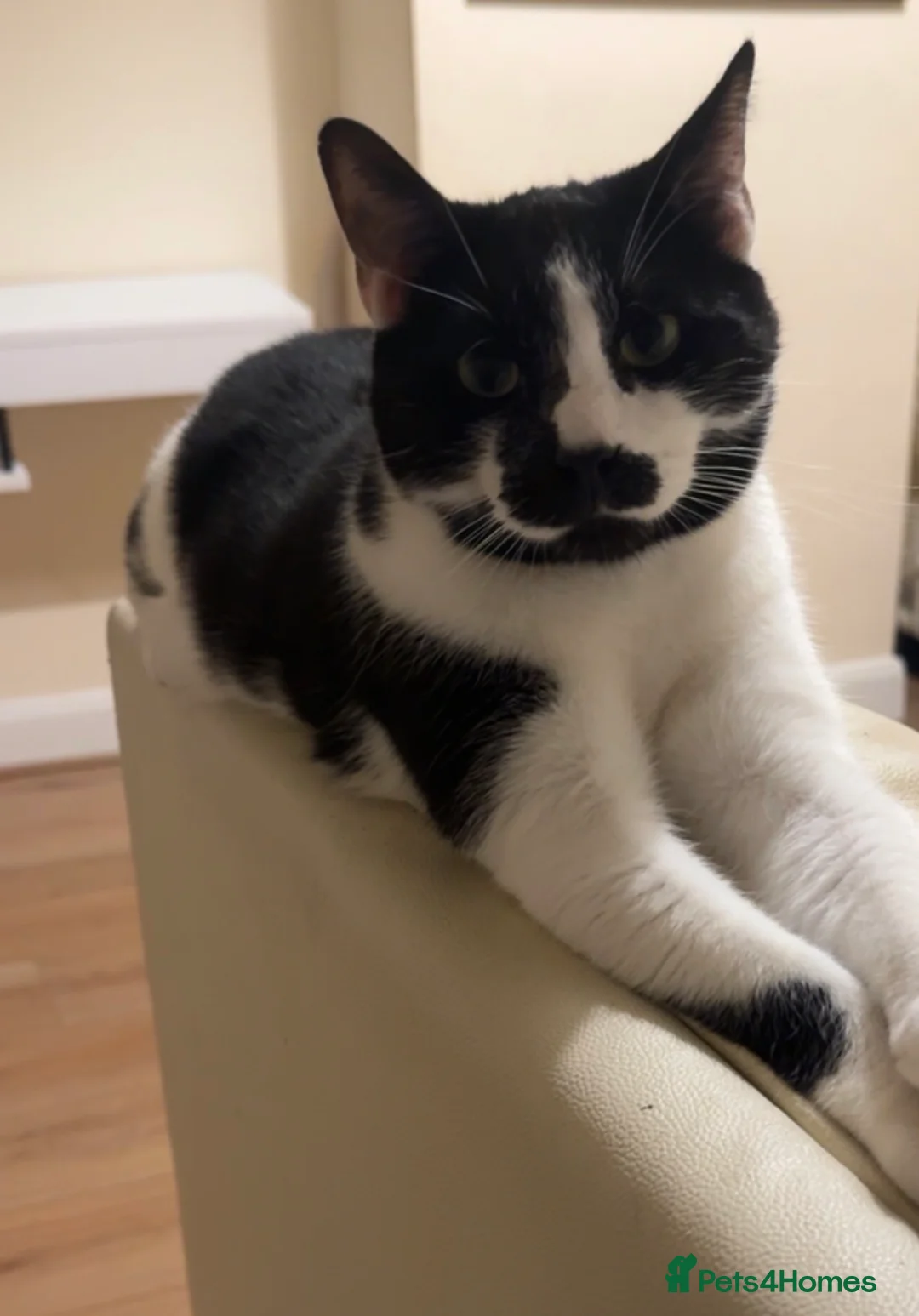 Mixed Breed cats for sale: Male cats vaccinated and up to date  in Manchester - Advert 2