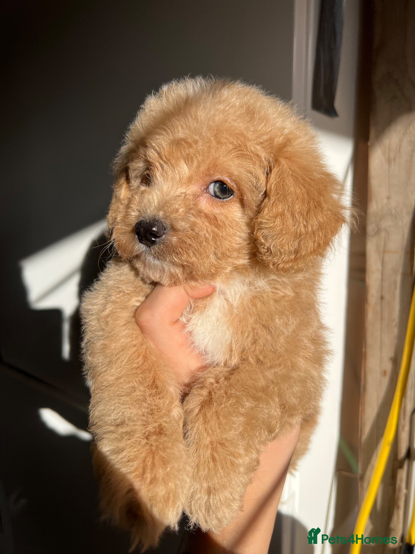 Maltipoo dogs for sale: DNA Clear & KC reg parents  - Advert 2