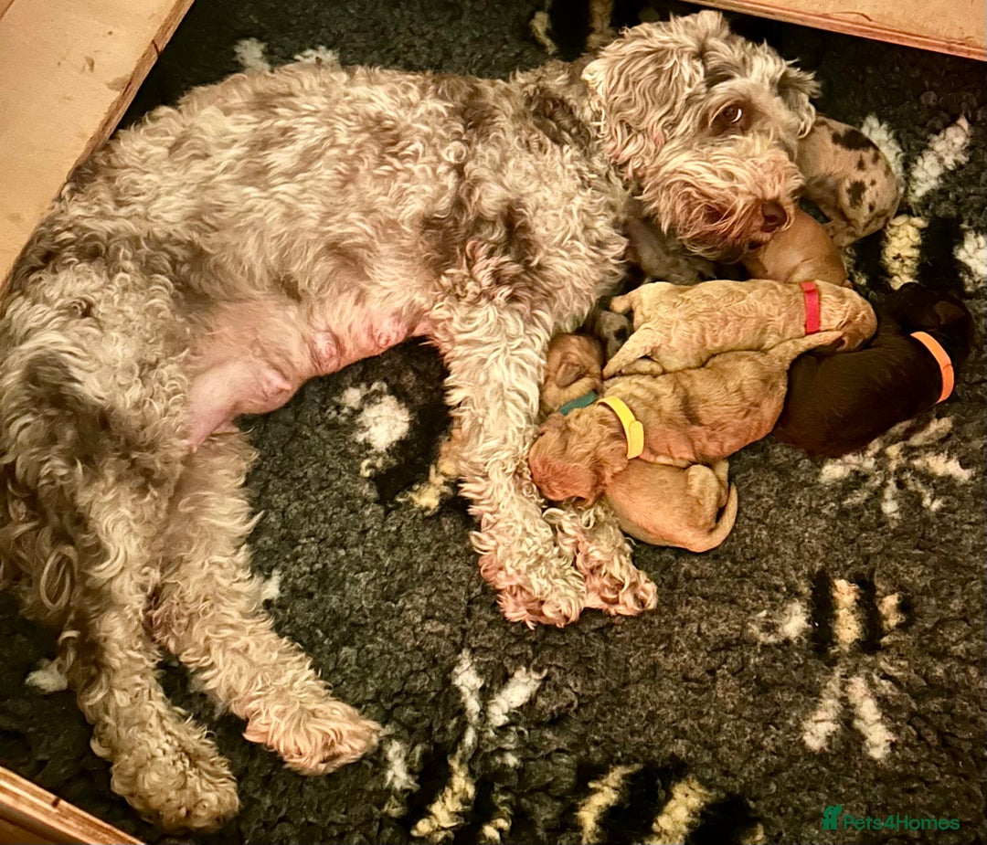 Cockapoo dogs for sale: Beautiful F2 Cockapoo Puppies  - Image 5