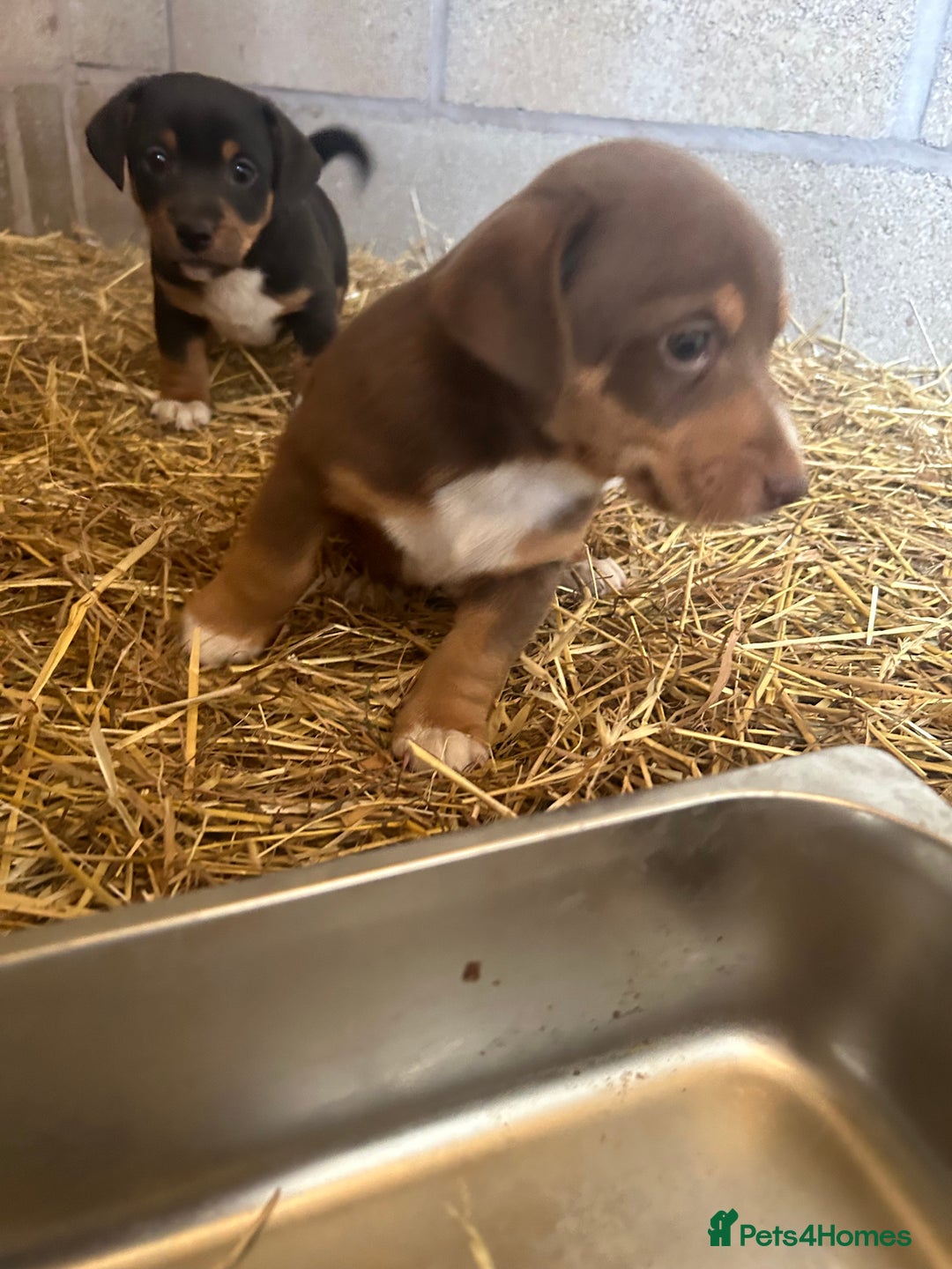 Jack Russell dogs for sale: Beautiful Jack Russell Puppies for sale  - Image 3
