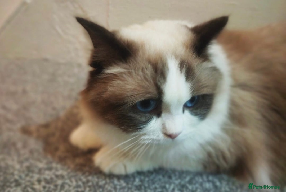 Ragdoll cats for sale: 🎀Beautiful Ragdoll kittens (Tica reg)🎀 - Advert 3