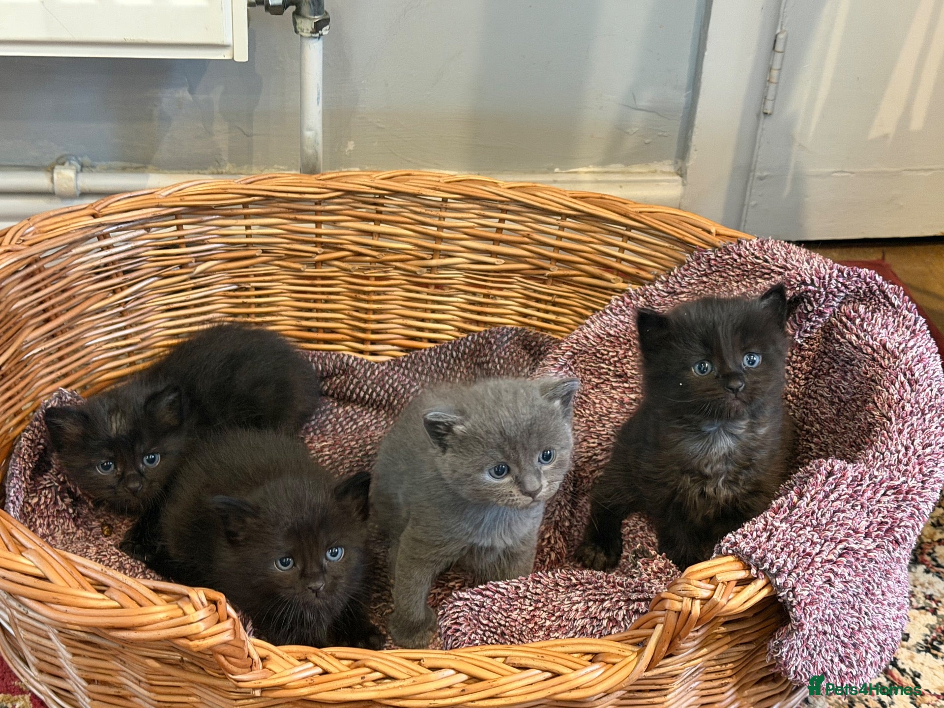 Birman cats for sale: Gorgeous Birman MixKittens Beautiful Personalities - Advert 1