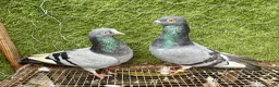 Pigeons birds for sale: Rampuri Highflyers & Iranian Pigeons for Sale - Advert 5