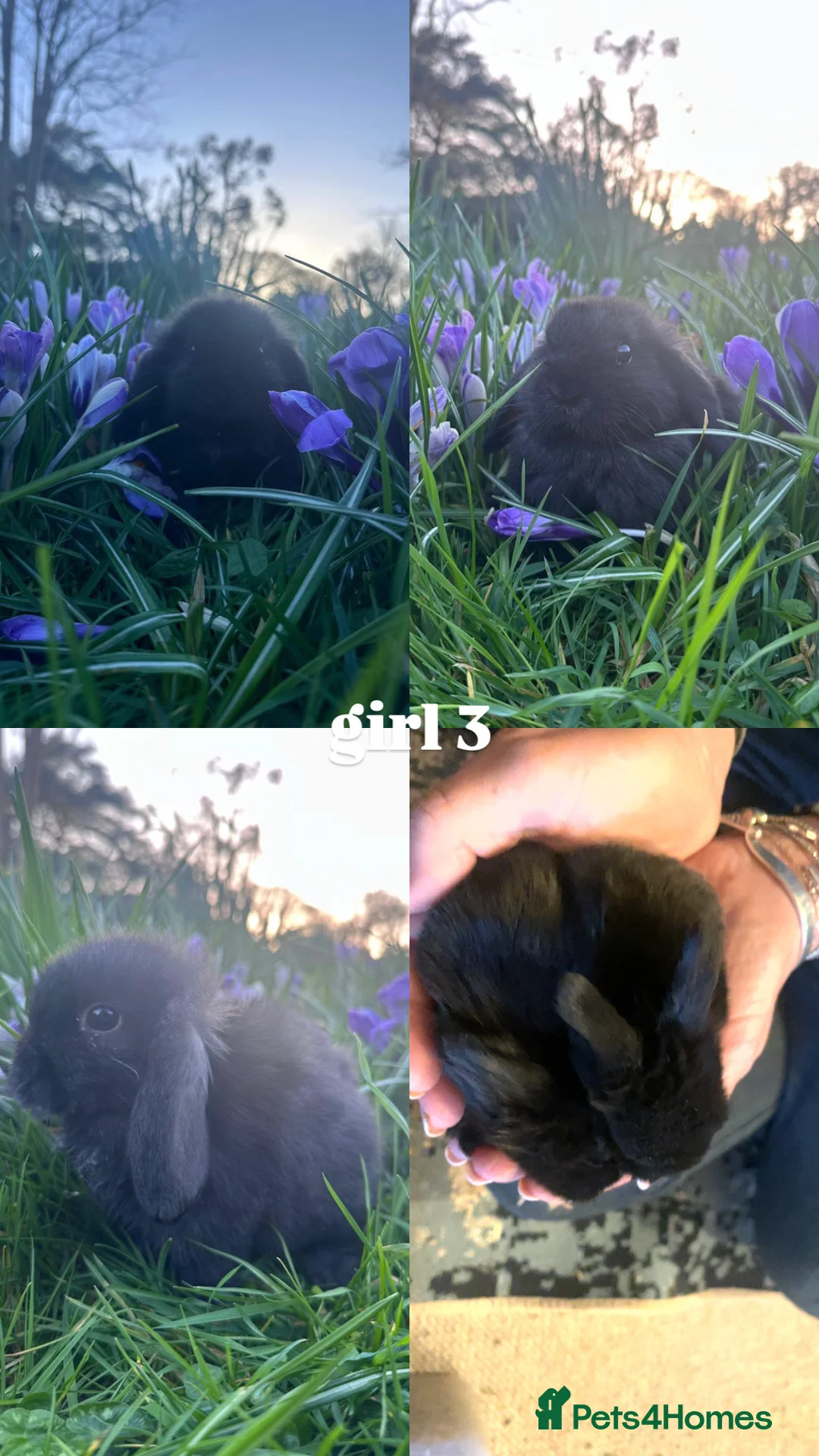 Mini Lop rabbits for sale: HAND-RAISED, FRIENDLIEST AND HOPPIEST BUNNYS 🥰🐰 - Advert 4