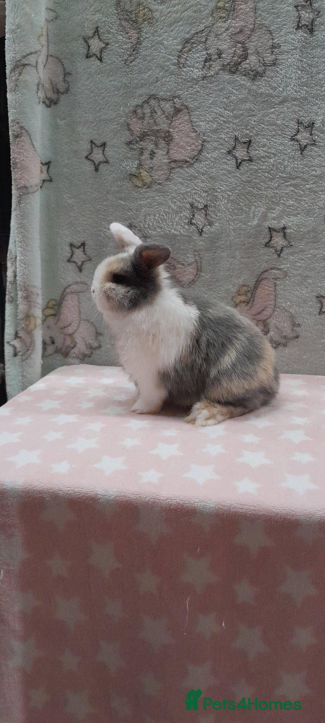 Mini Lop rabbits for sale: Beautiful female mini lop. Please read  - Advert 2