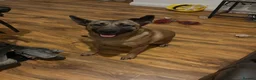Belgian Shepherd Dog dogs for sale: Narla - Advert 1
