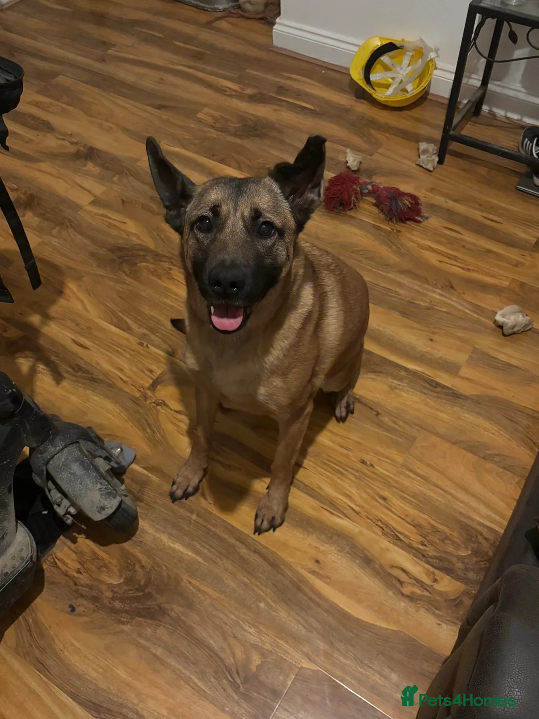 Belgian Shepherd Dog dogs for sale: Narla - Advert 1