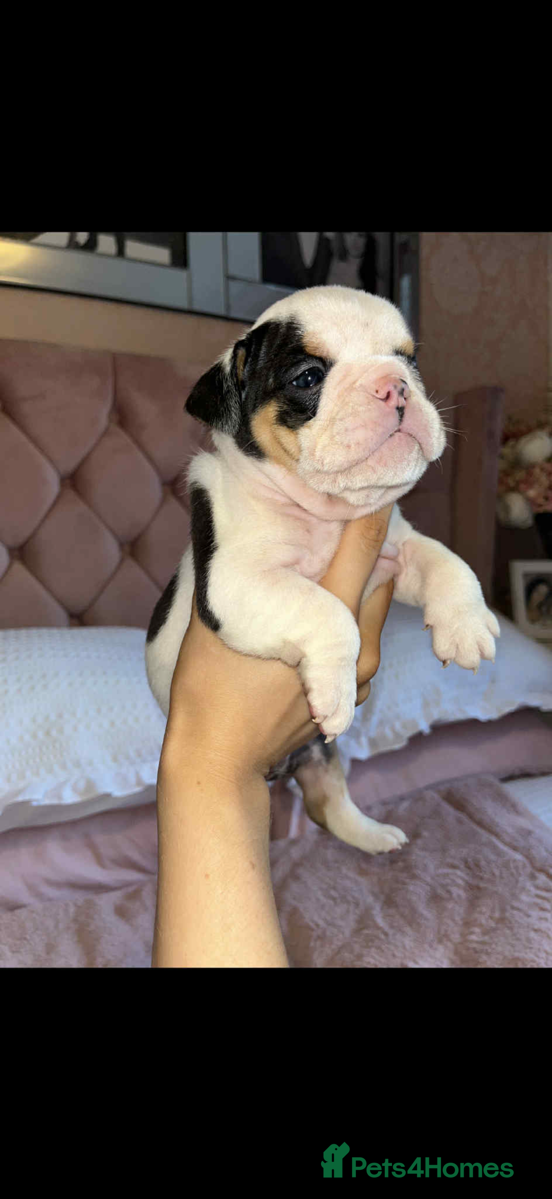 English Bulldog dogs for sale: Miniature English bulldog, 2 years old - Image 7
