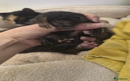 Mixed Breed cats for sale: 5 beautiful kittens  - Image 3