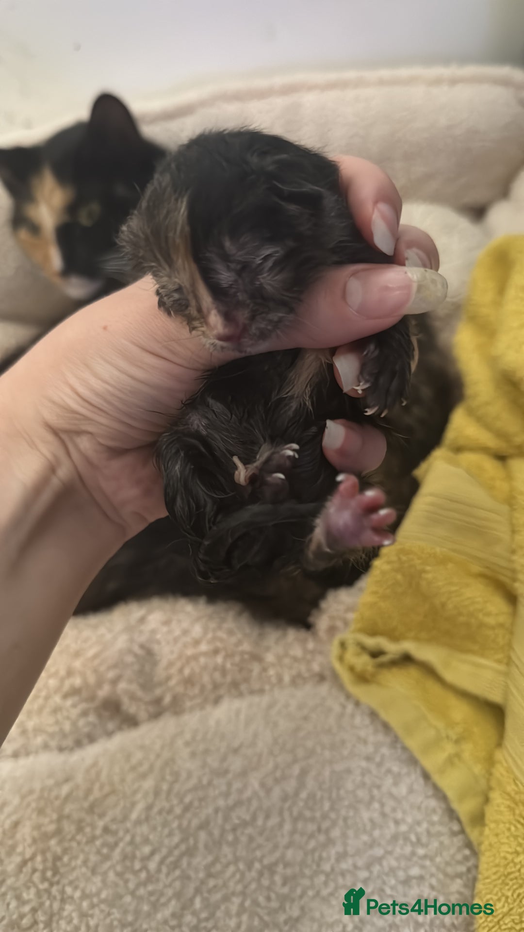 Mixed Breed cats for sale: 5 beautiful kittens  - Image 3