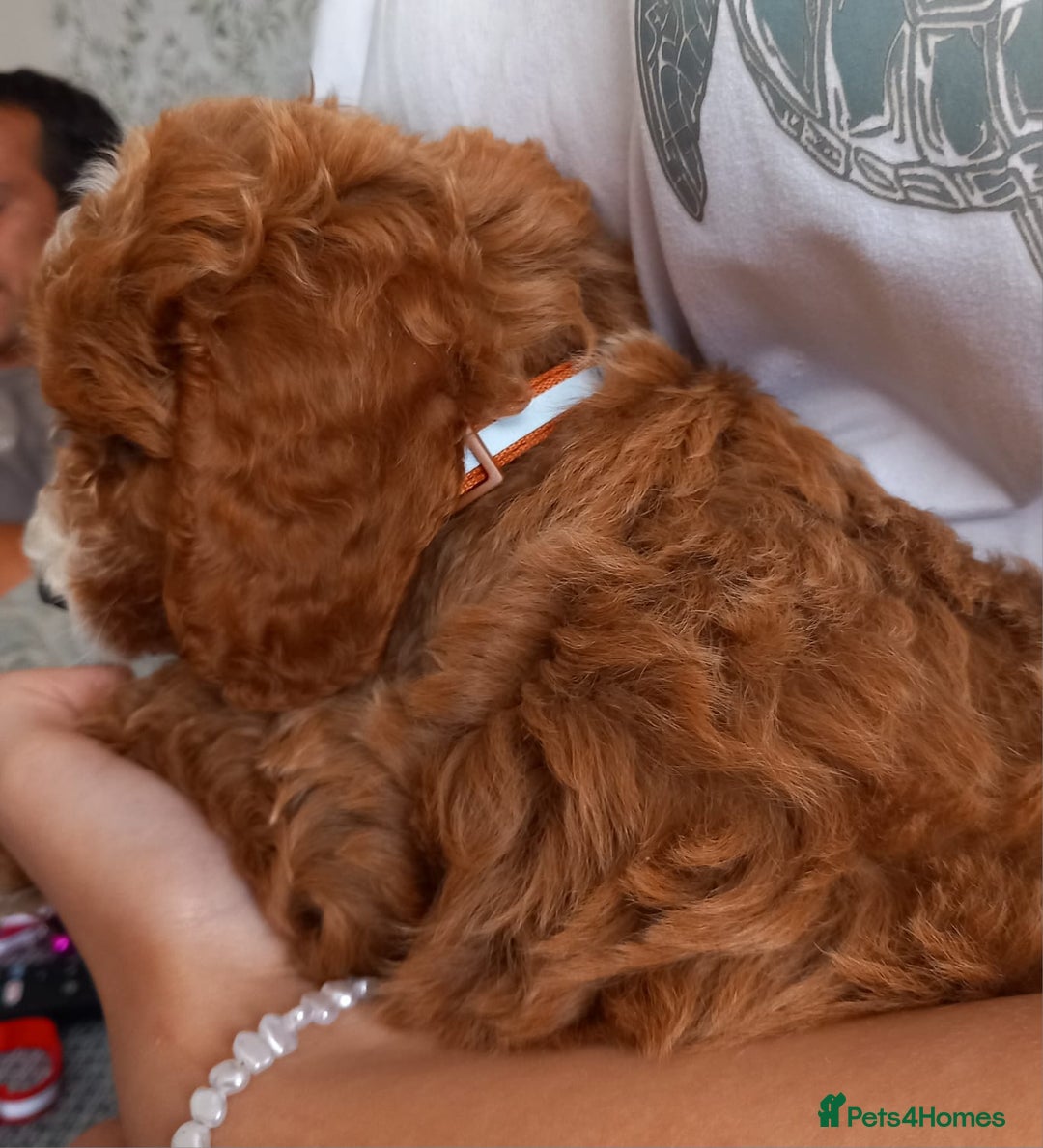 Cockapoo dogs for sale: Red cockapoo puppies - Image 6