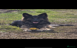 German Shepherd dogs for sale: 11 Cute German Shepherds!  - Image 11