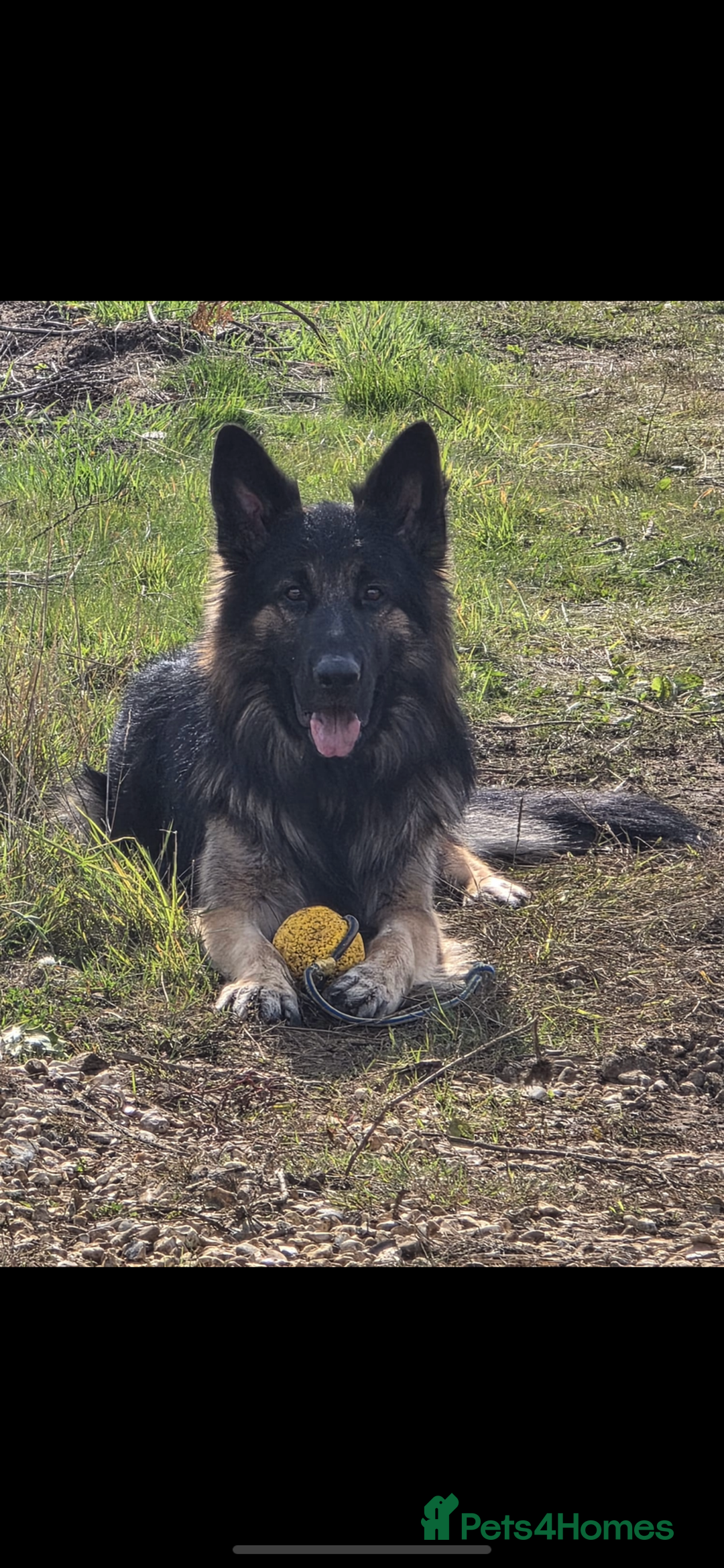 German Shepherd dogs for sale: 11 Cute German Shepherds!  - Image 11