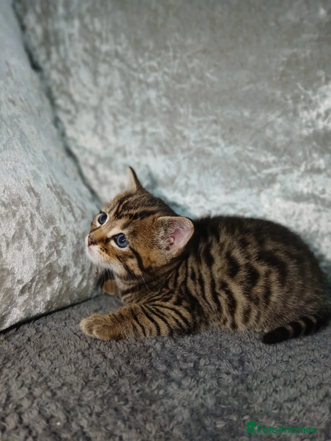 Turkish Angora cats for sale: Turkish angora - Advert 1