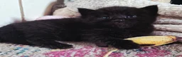 Mixed Breed cats for sale: Female kitten  in Glasgow - Advert 2