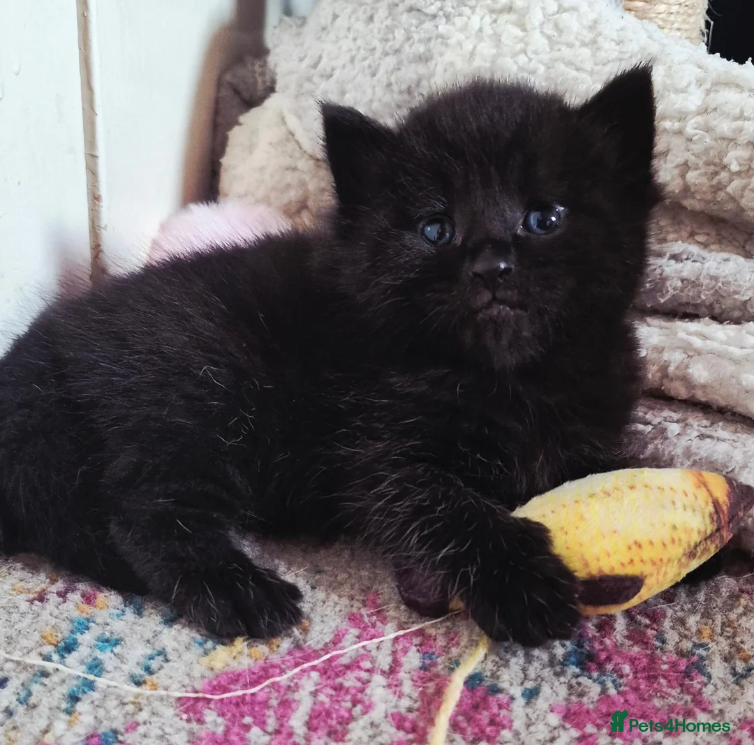 Mixed Breed cats for sale: Female kitten  in Glasgow - Advert 2