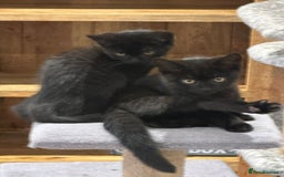 British Shorthair cats for sale:  🐾 Gorgeous Black Kittens – 11 Weeks Old 🐾   - Image 10