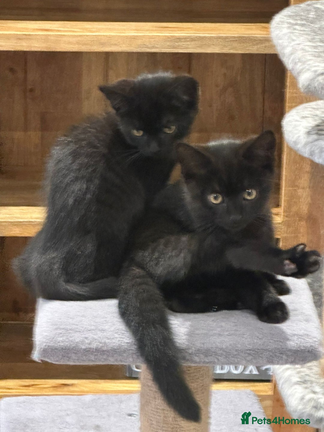 British Shorthair cats for sale:  🐾 Gorgeous Black Kittens – 11 Weeks Old 🐾   - Image 10