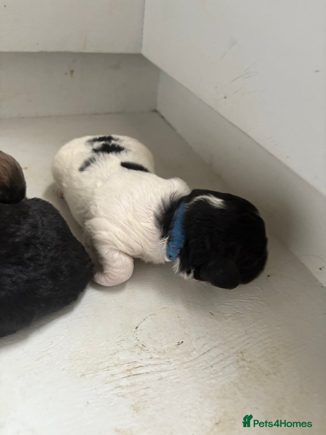 Mixed Breed dogs for sale: 6 beautiful Shihpoo + cotton de Tulear puppies - Image 14