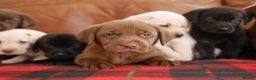 Labrador Retriever dogs for sale: Stunning Health Tested Labrador Puppies - Advert 2