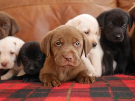 Labrador Retriever dogs Stunning Health Tested Labrador Puppies - Advert 8