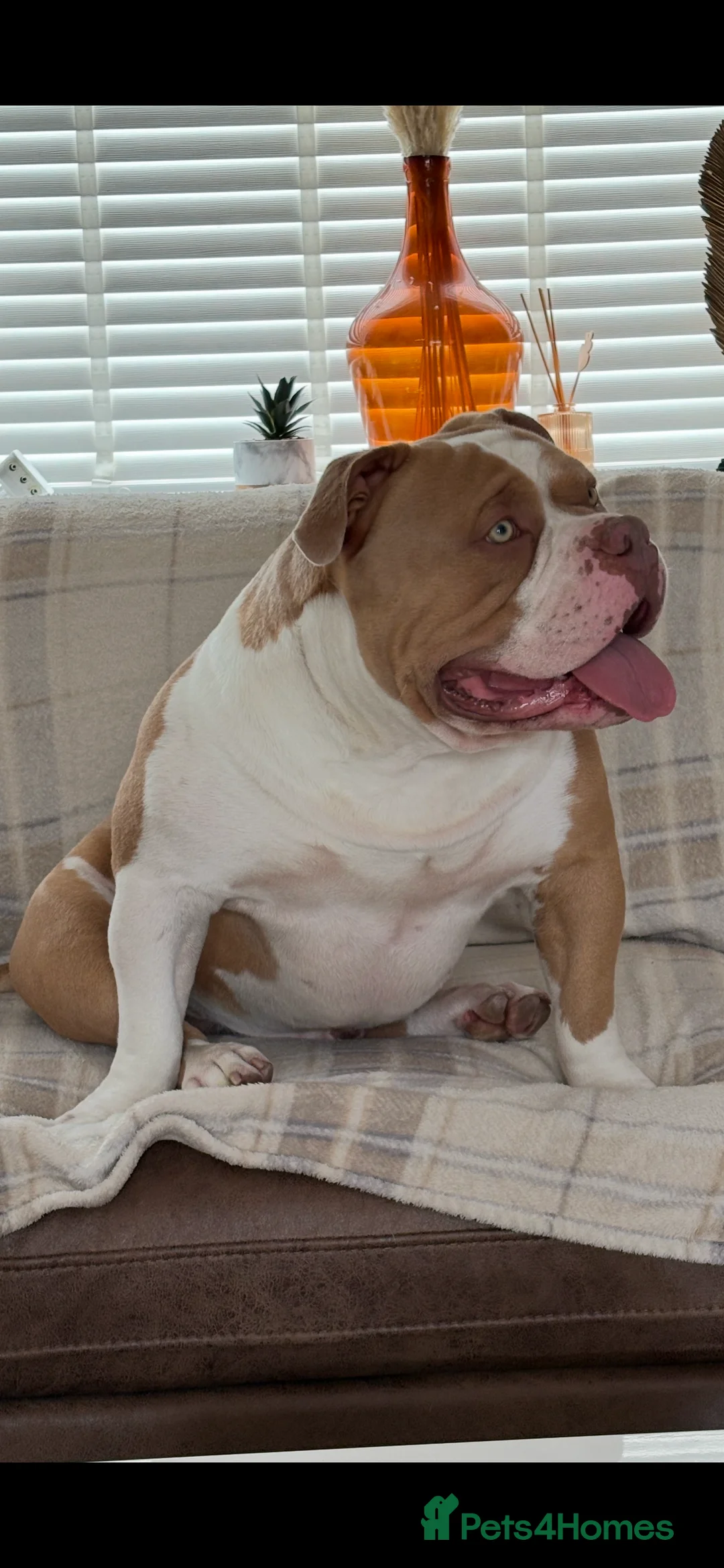 American Bully dogs for stud: American pocket bully  - Advert 8