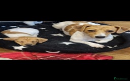 Jack Russell dogs for sale: Boy Jack Russel pup - Image 1