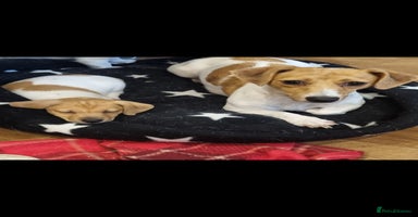 Jack Russell dogs Boy Jack Russel pup - Advert 2