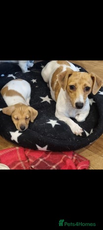 Jack Russell dogs - Advert 1