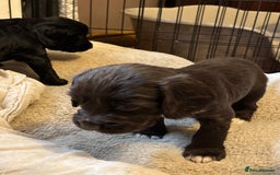 Cocker Spaniel dogs for sale: Gorgeous cocker spaniel ( working type) - Advert 9