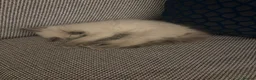 Ragdoll cats for sale: Beautiful Bluepoint Ragdoll kitten in Glasgow - Advert 3