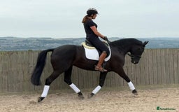 Belgian Warmblood horses for sale: Mia Wonderful expressive mare  - Advert 2
