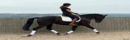 Belgian Warmblood horses for sale: Mia Wonderful expressive mare  - Advert 2