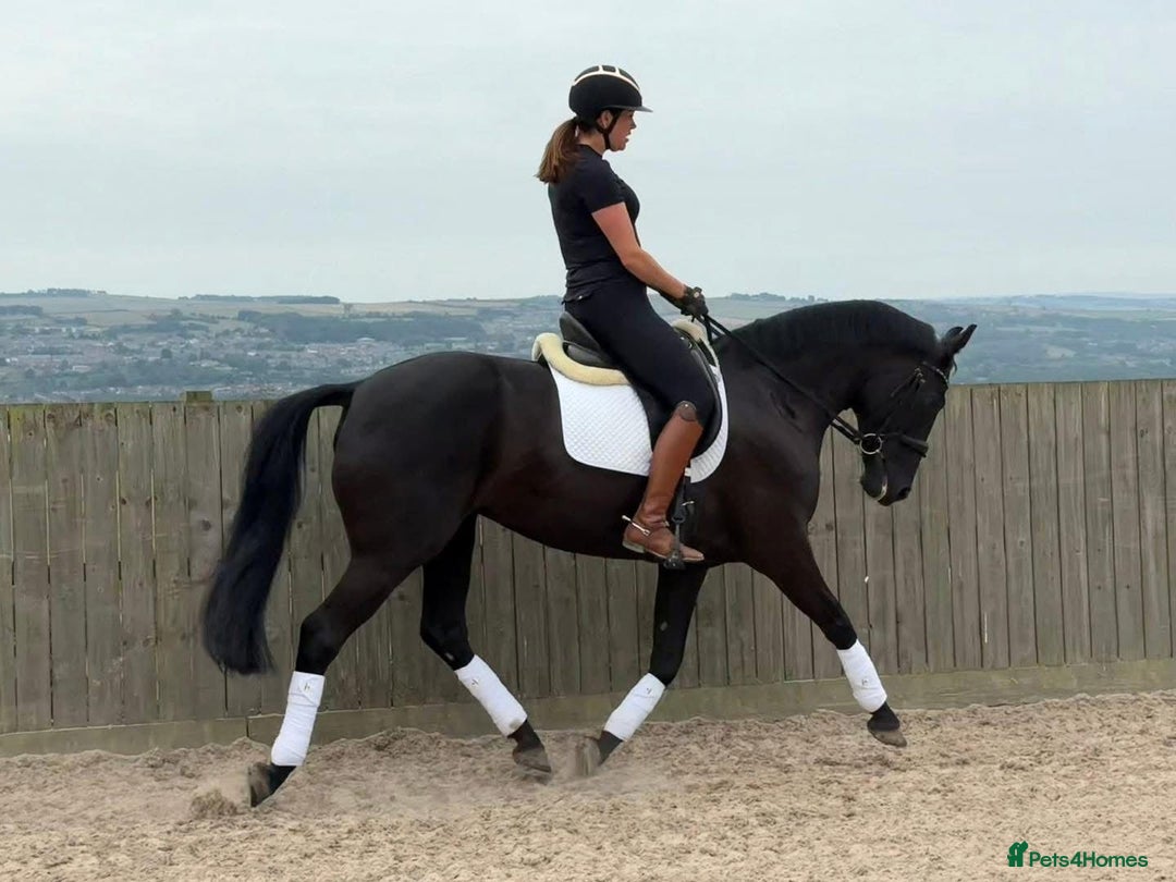 Belgian Warmblood horses for sale: Mia Wonderful expressive mare  - Advert 2