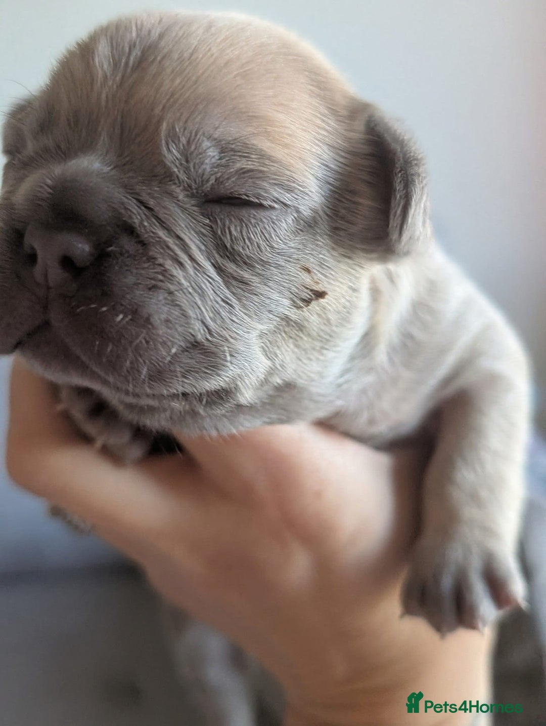 French Bulldog dogs for sale: Beautiful Well Bred French Bulldogs  - Image 4